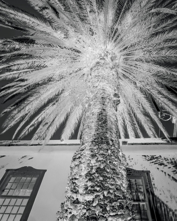 Uriel Orlow · Palm Tree, Cape Town aus der Serie ‹The Memory of Trees›, 2016–2017, Schwarzweiss-Fotografie © La Veronica, Modica, und Mor Charpentier, Paris © ProLitteris
 