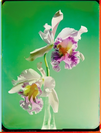 Werner Bischof · Orchidee (studio), Zurigo, Svizzera, 1943, stampa a getto d’inchiostro da ricostruzione digitale, 2022 © Werner Bischof Estate / Magnum Photos
