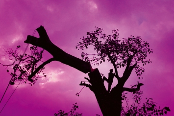 Sonja Feldmeier · The Peepul Tree, 2021, Film-Still der Mehrkanal-Videoinstallation © ProLitteris